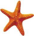 Starfish
